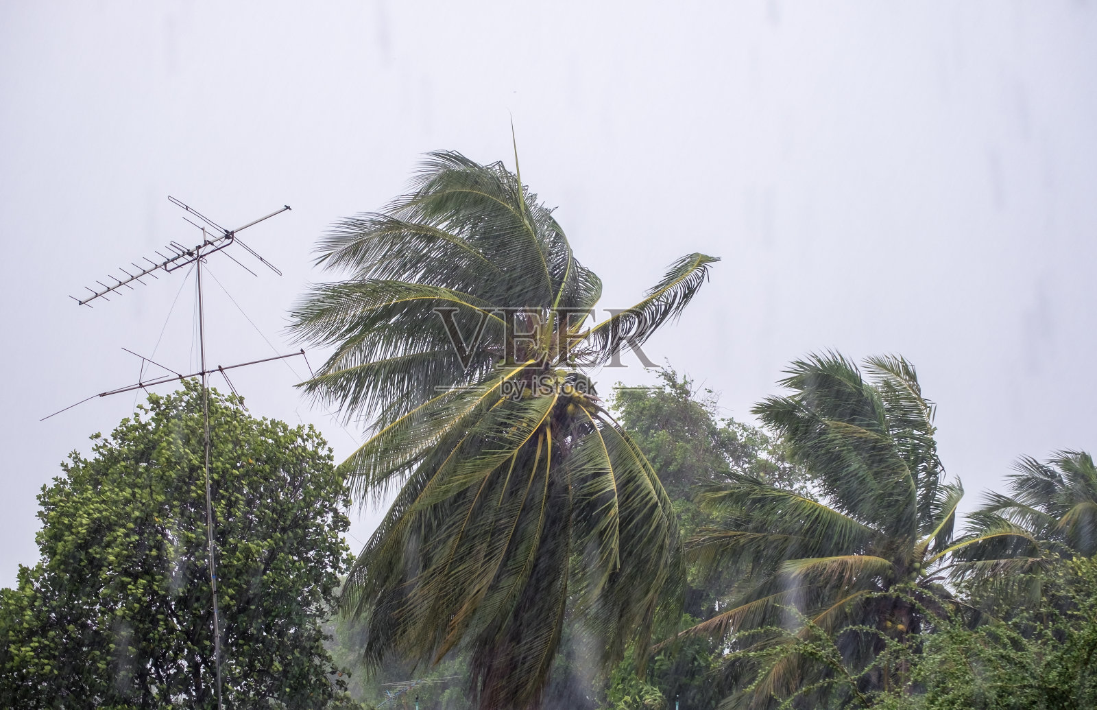 狂风暴雨伴着椰子和天线杆照片摄影图片