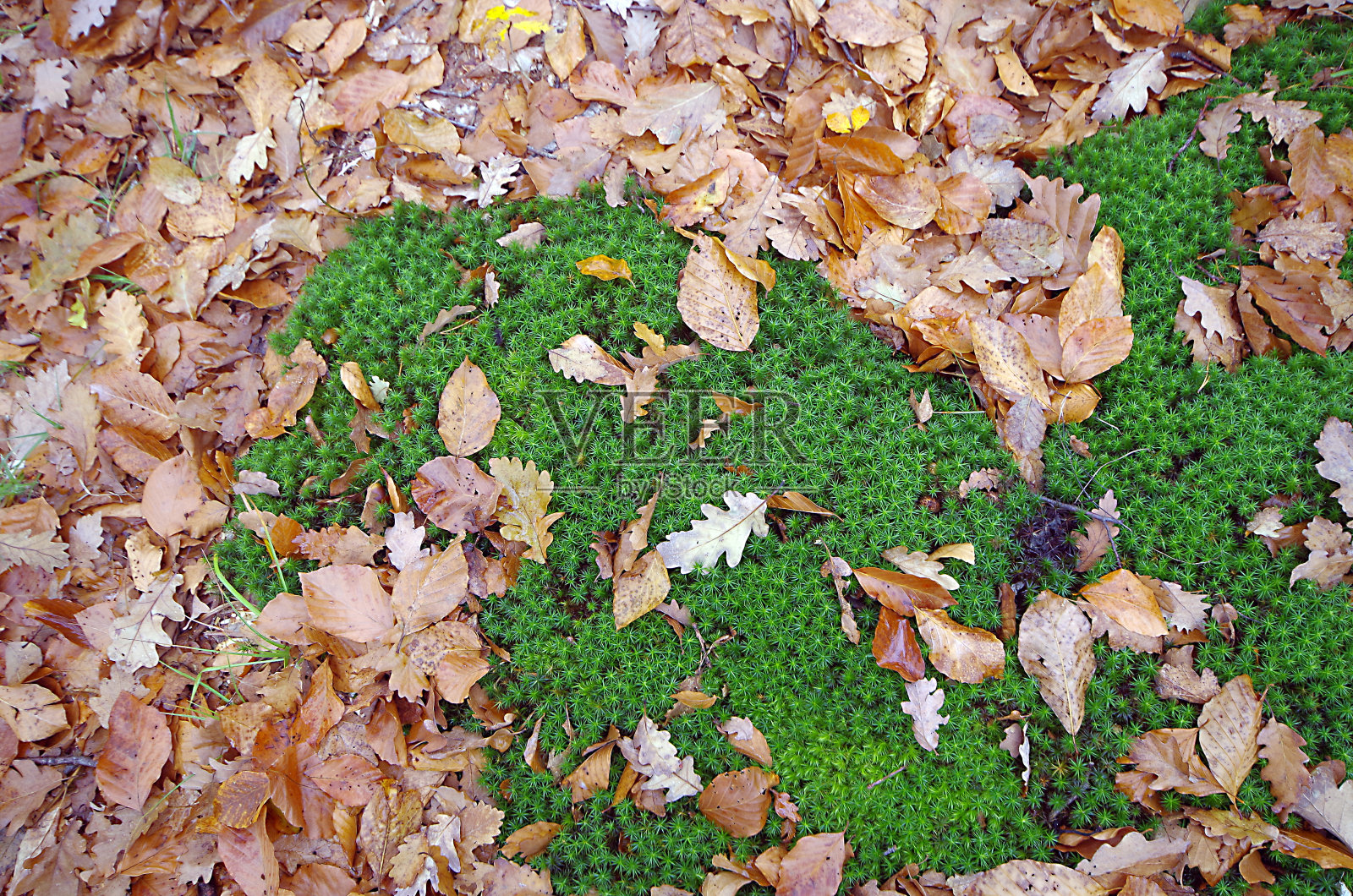 叶子和苔藓。照片摄影图片