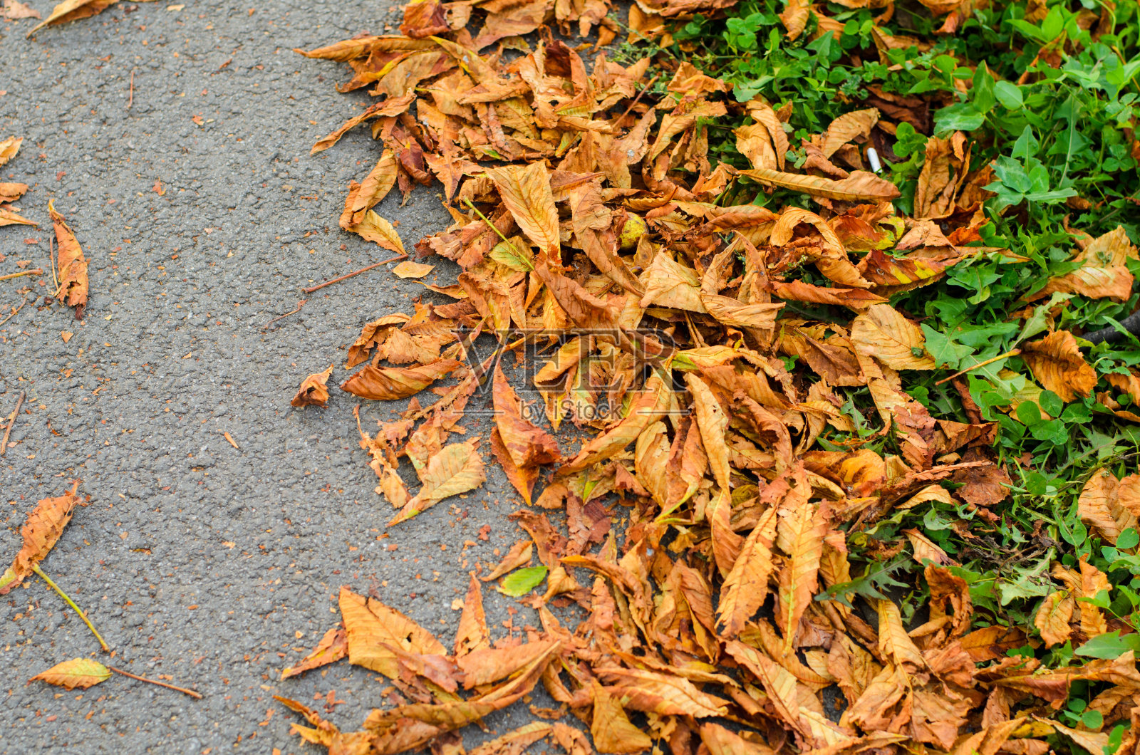 俯视图秋天腐烂的栗子黄叶子和绿色的草在灰色的城市沥青路照片摄影图片
