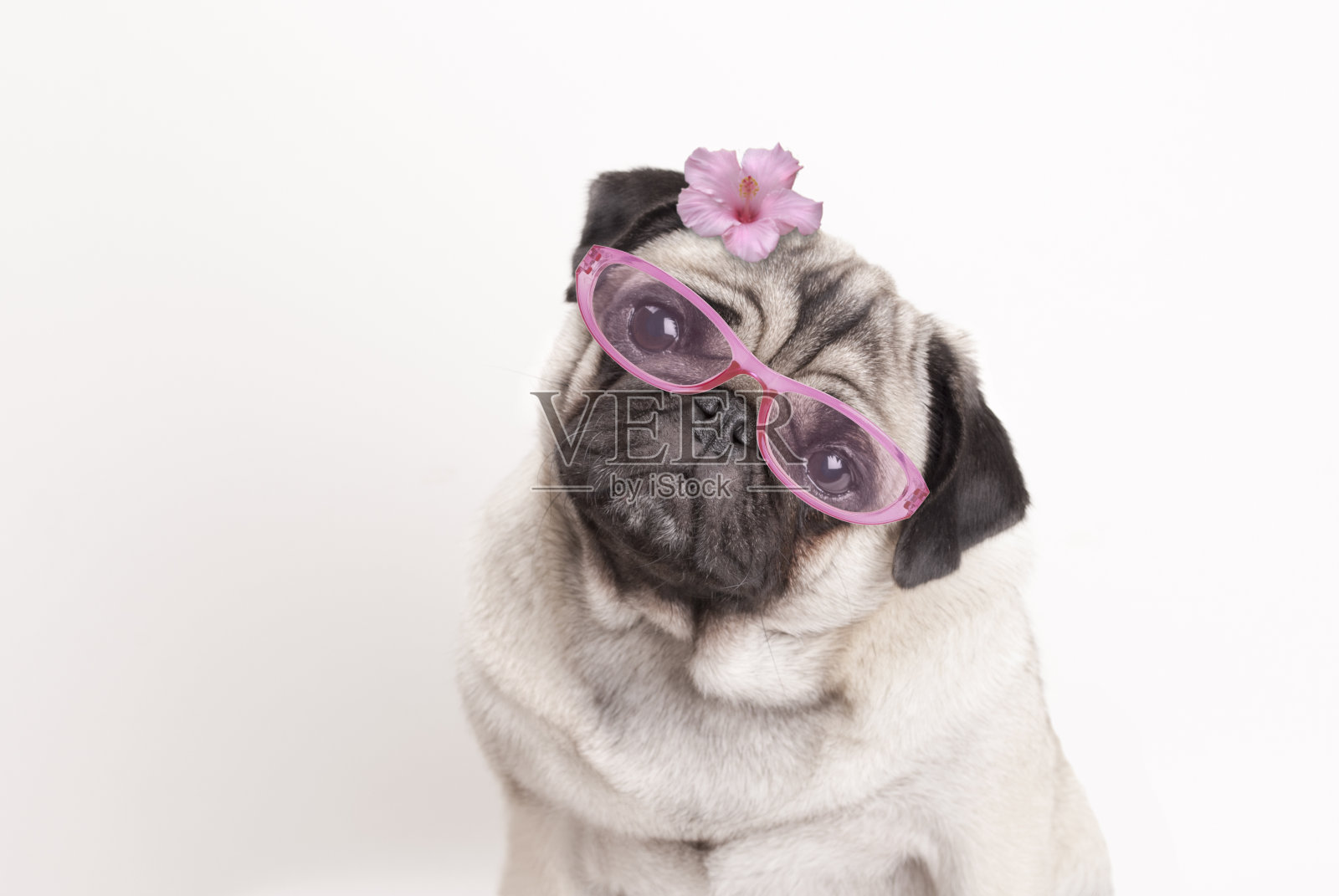 可爱的哈巴狗狗戴粉红色的眼镜和花的特写照片摄影图片