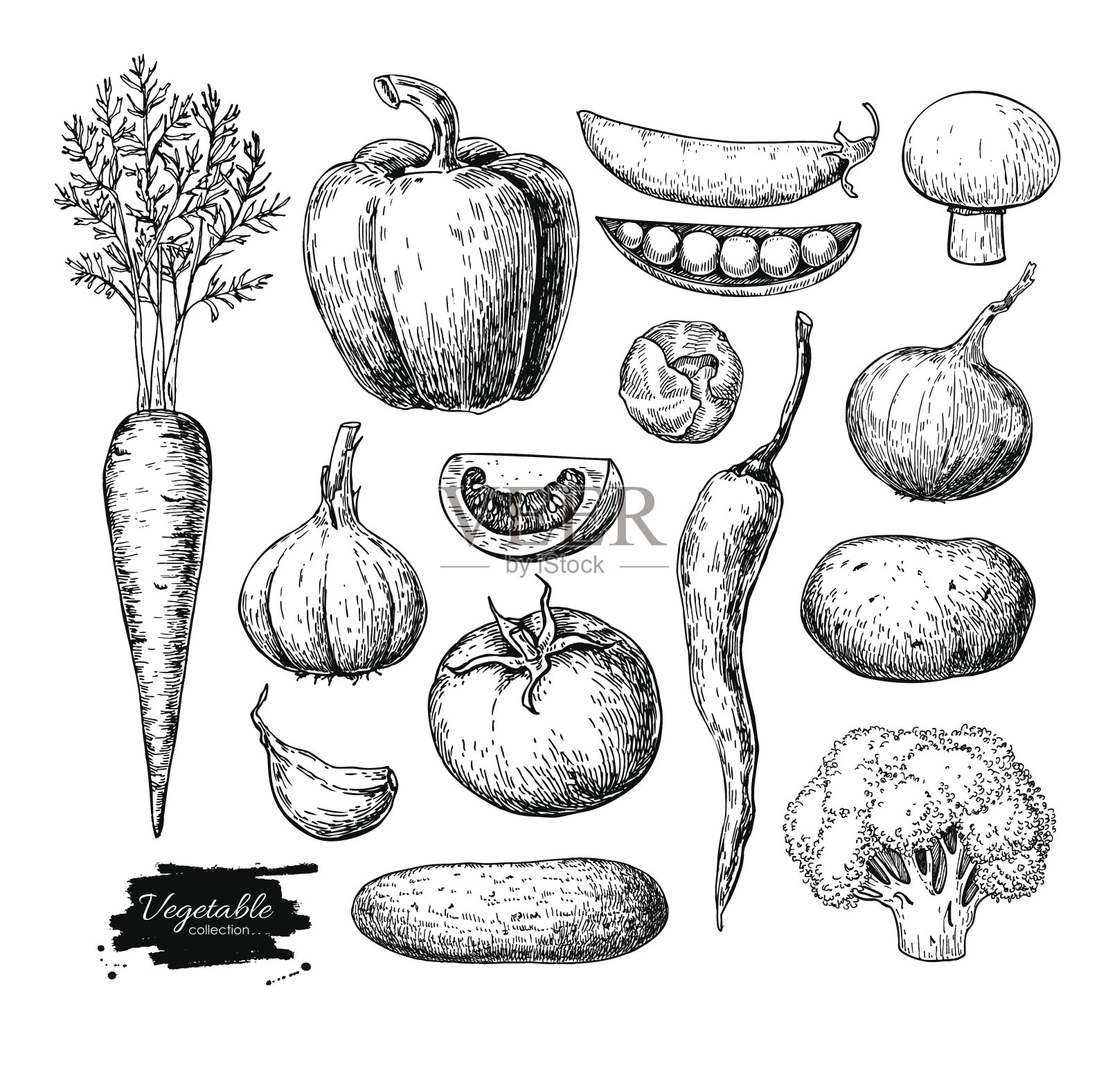 蔬菜手绘矢量集。孤立的素食雕刻圣插画图片素材