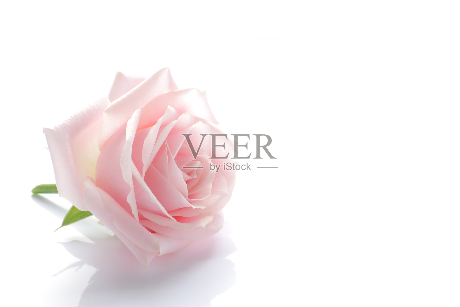 粉红色的玫瑰在白色的花瓣上开花照片摄影图片
