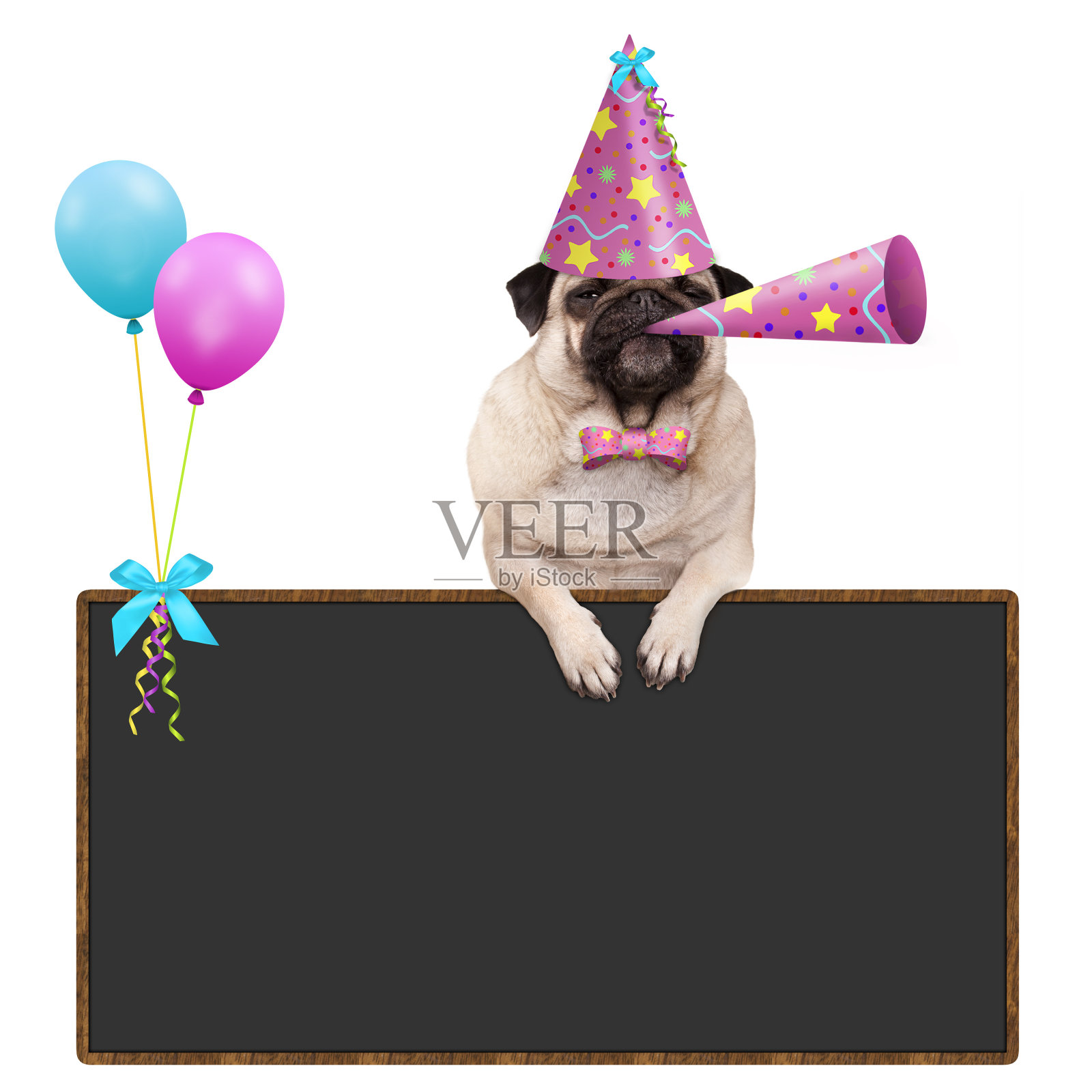 哈巴狗小狗用爪子挂在空白的黑板上，带着气球，戴着粉色的派对帽照片摄影图片