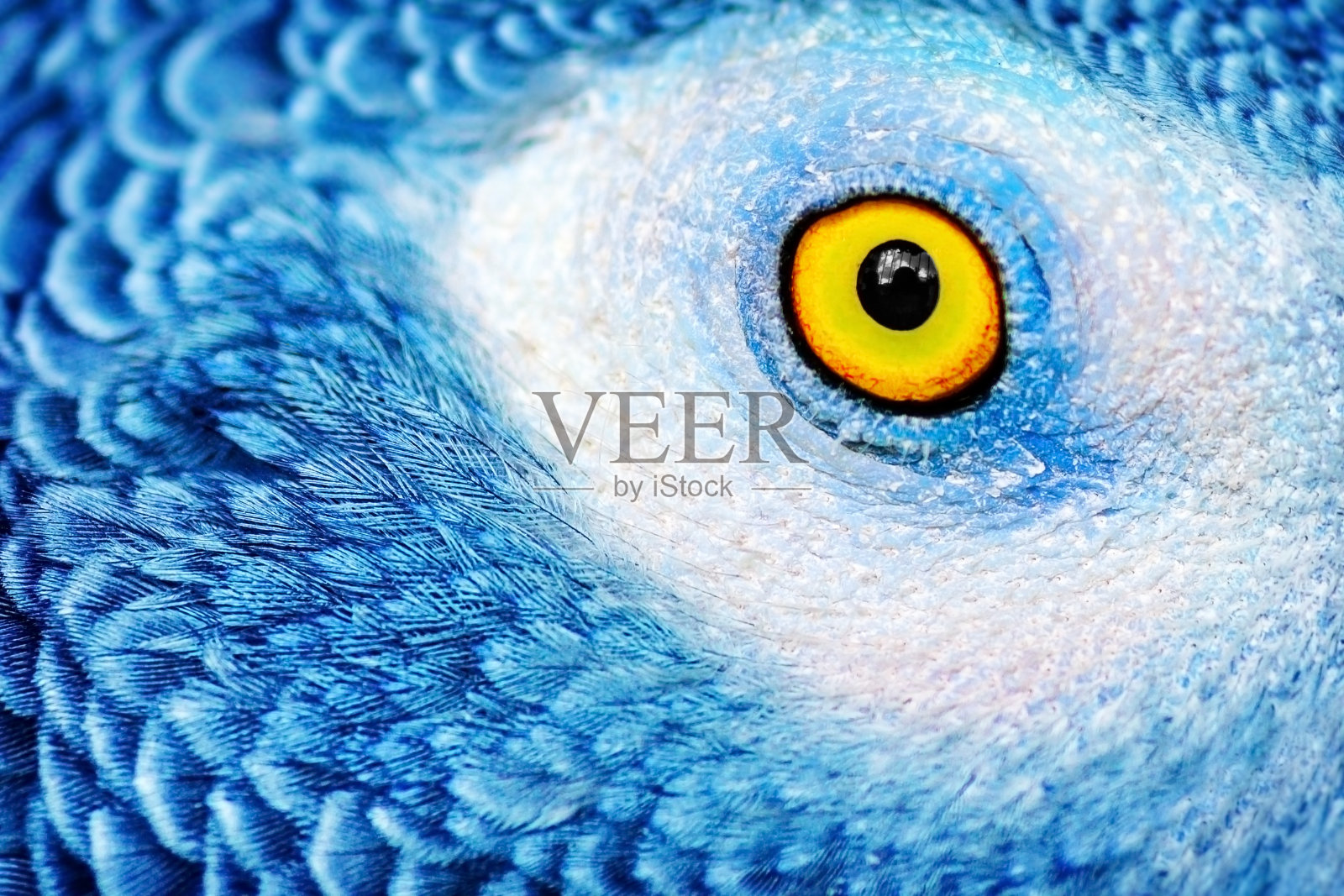 鹦鹉的黄色眼睛照片摄影图片