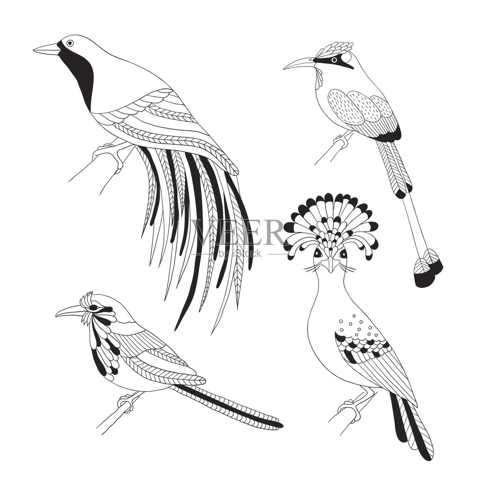 一套热带鸟类手绘在一个白色的背景。设计元素图片
