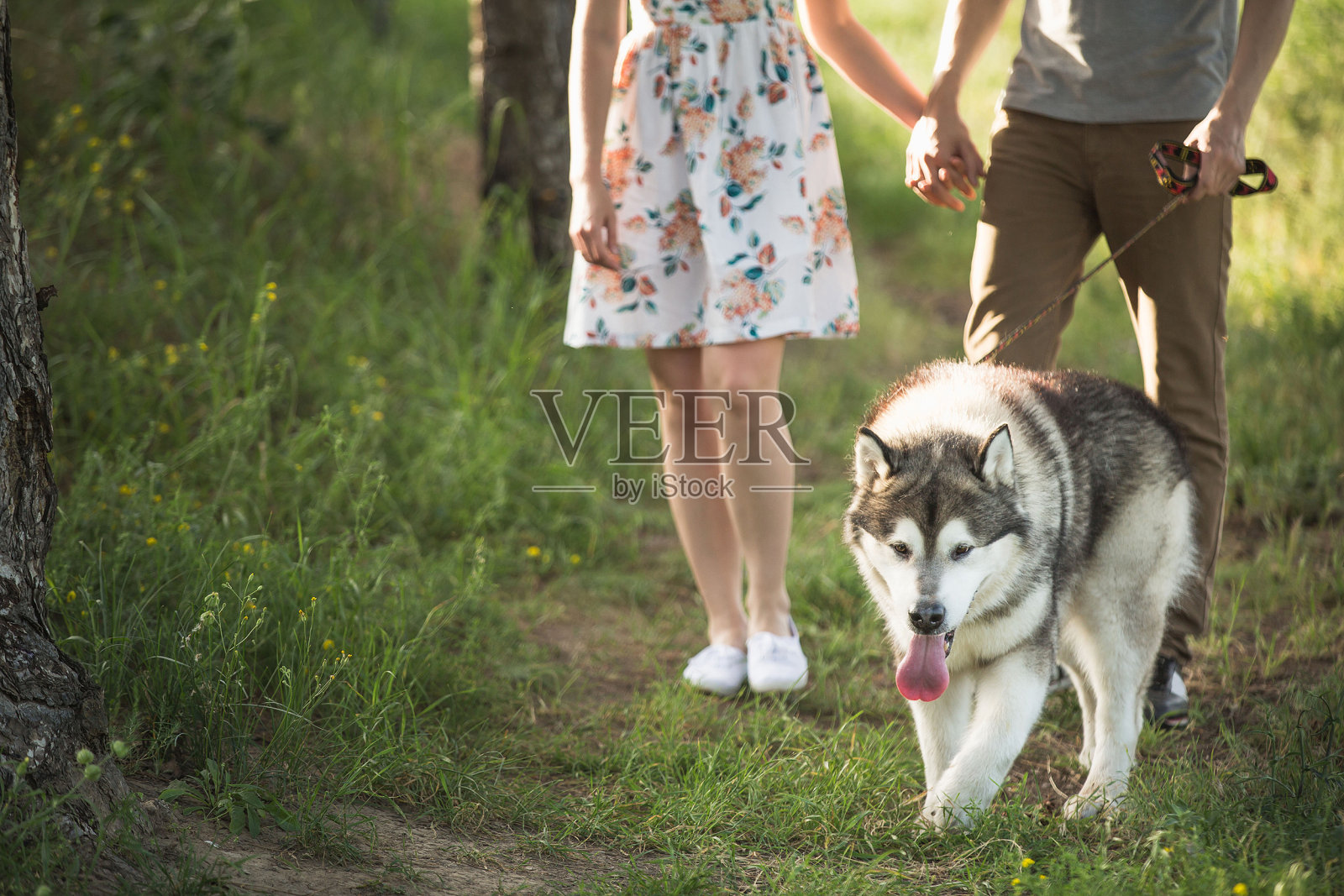 一个男人和一个女人带着一只狗在森林里散步。照片摄影图片