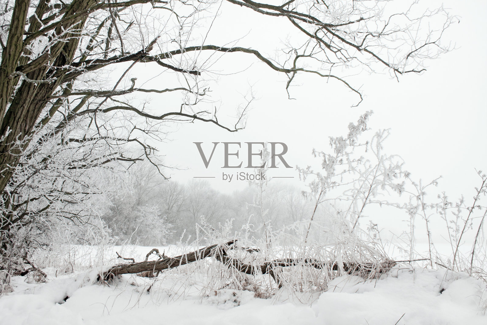 冬天的风景，结霜的树在一个多雾的早晨。照片摄影图片