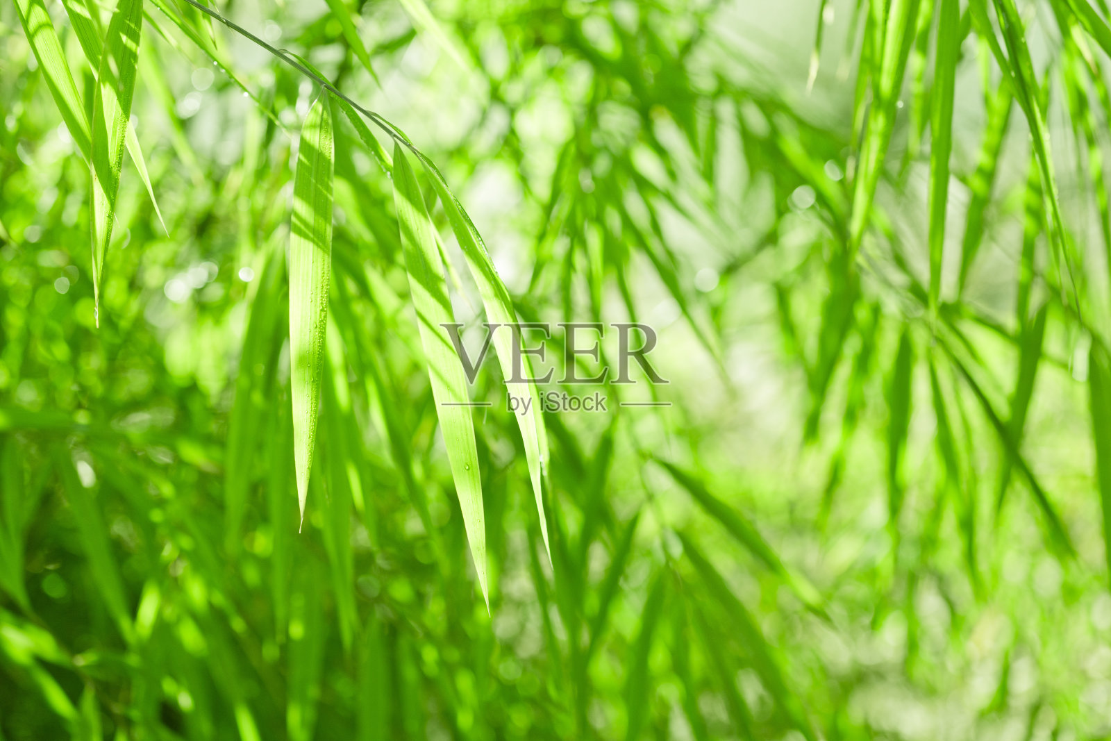 绿竹丛林的自然背景照片摄影图片