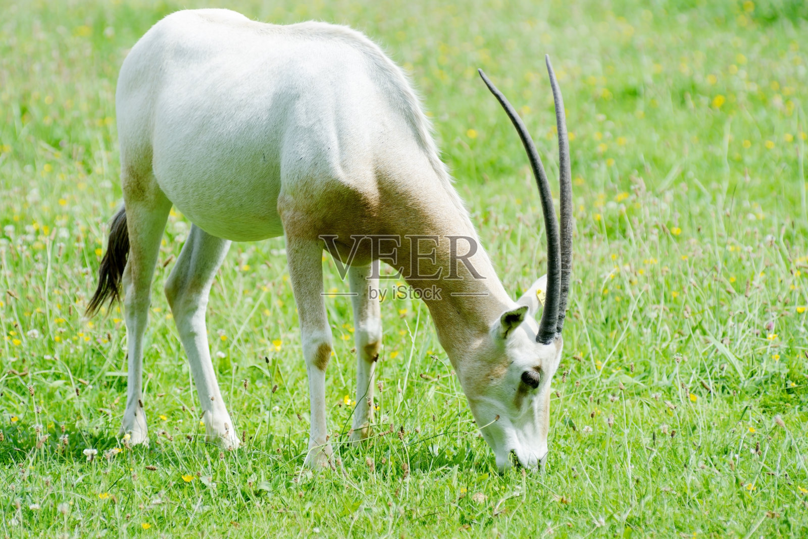 弯刀角的大羚羊在吃照片摄影图片