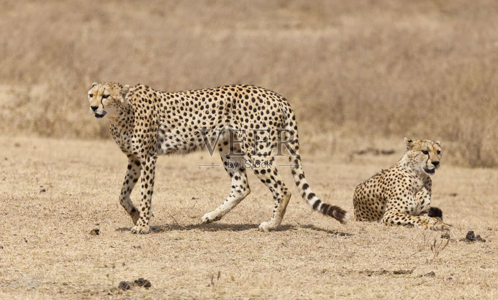 东非坦桑尼亚恩戈罗戈罗火山口的两只雄性猎豹照片摄影图片