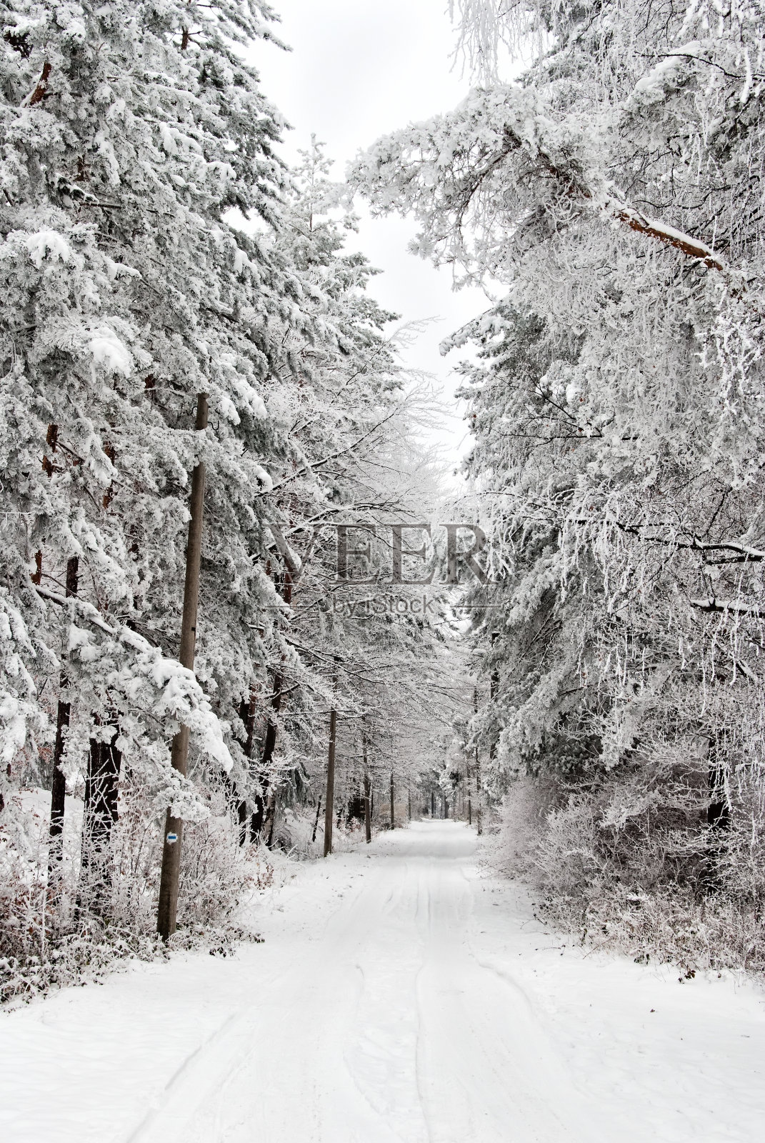 白雪覆盖的森林照片摄影图片