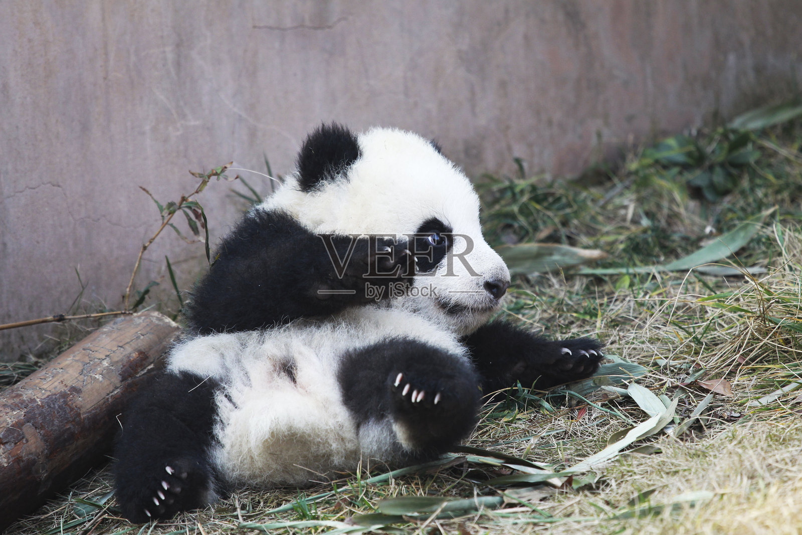 熊猫宝宝照片摄影图片