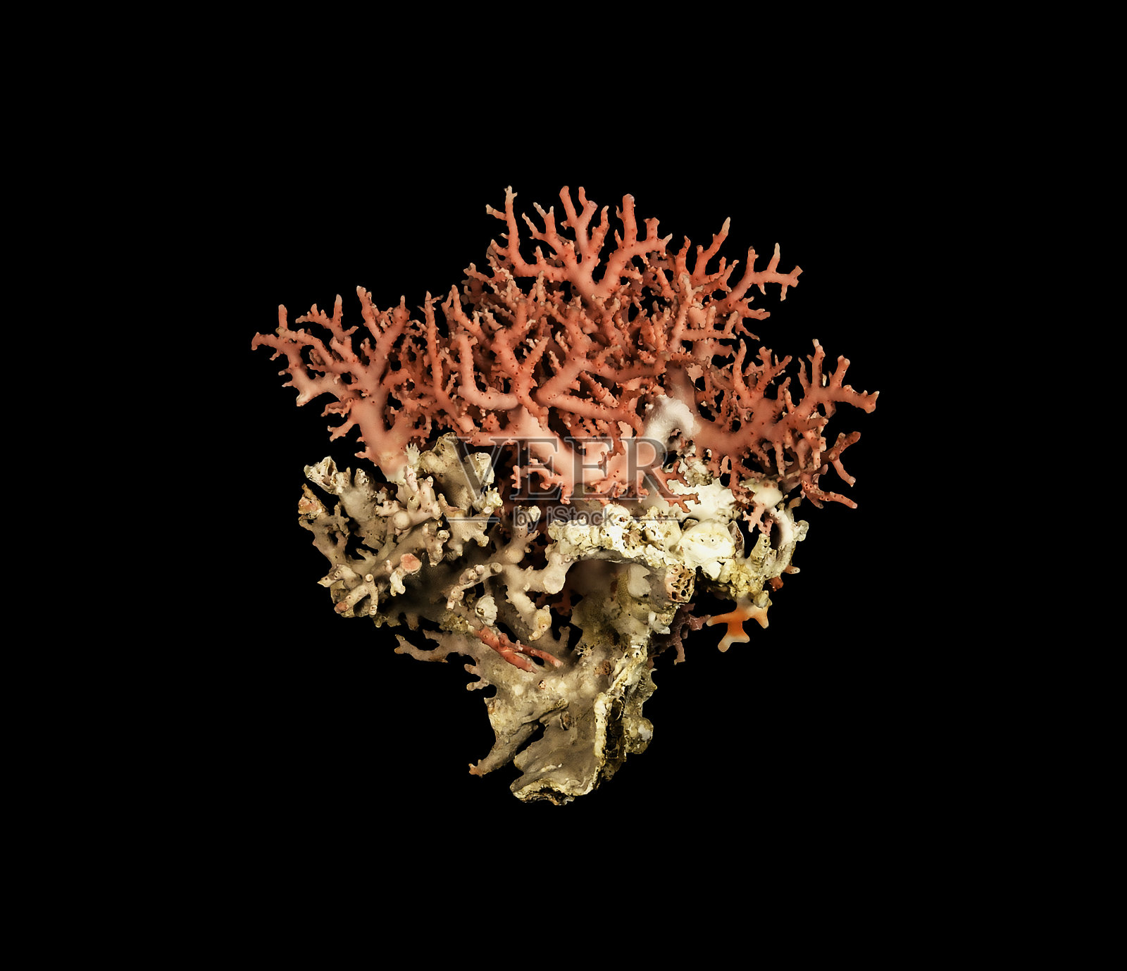 令人惊叹的深海珊瑚亮粉色花树照片摄影图片