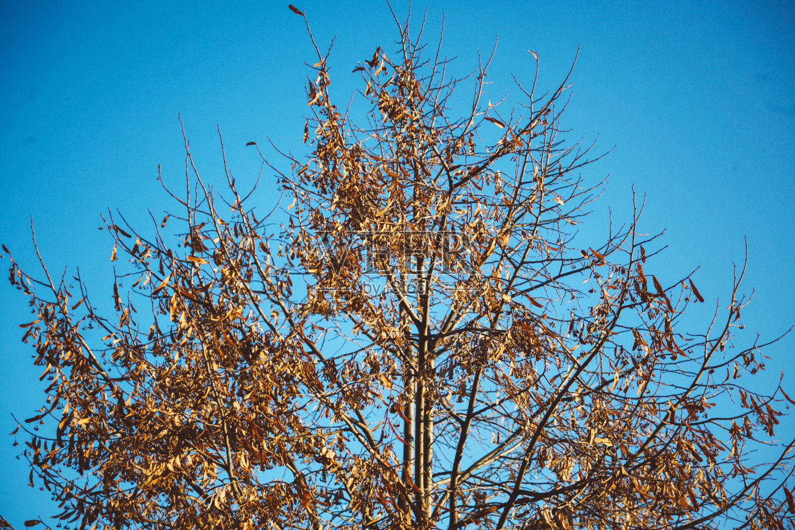 树梢上的枯叶映衬着蔚蓝的天空照片摄影图片