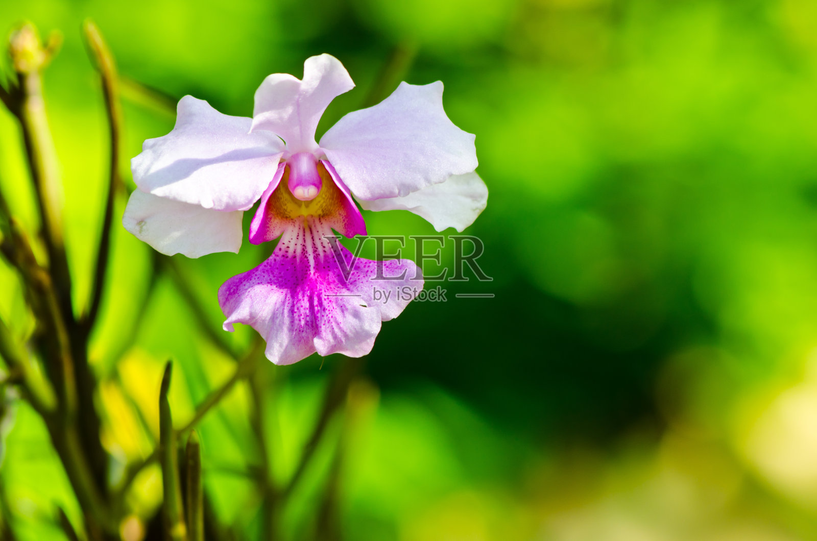 紫罗兰花与绿色的自然在背景照片摄影图片