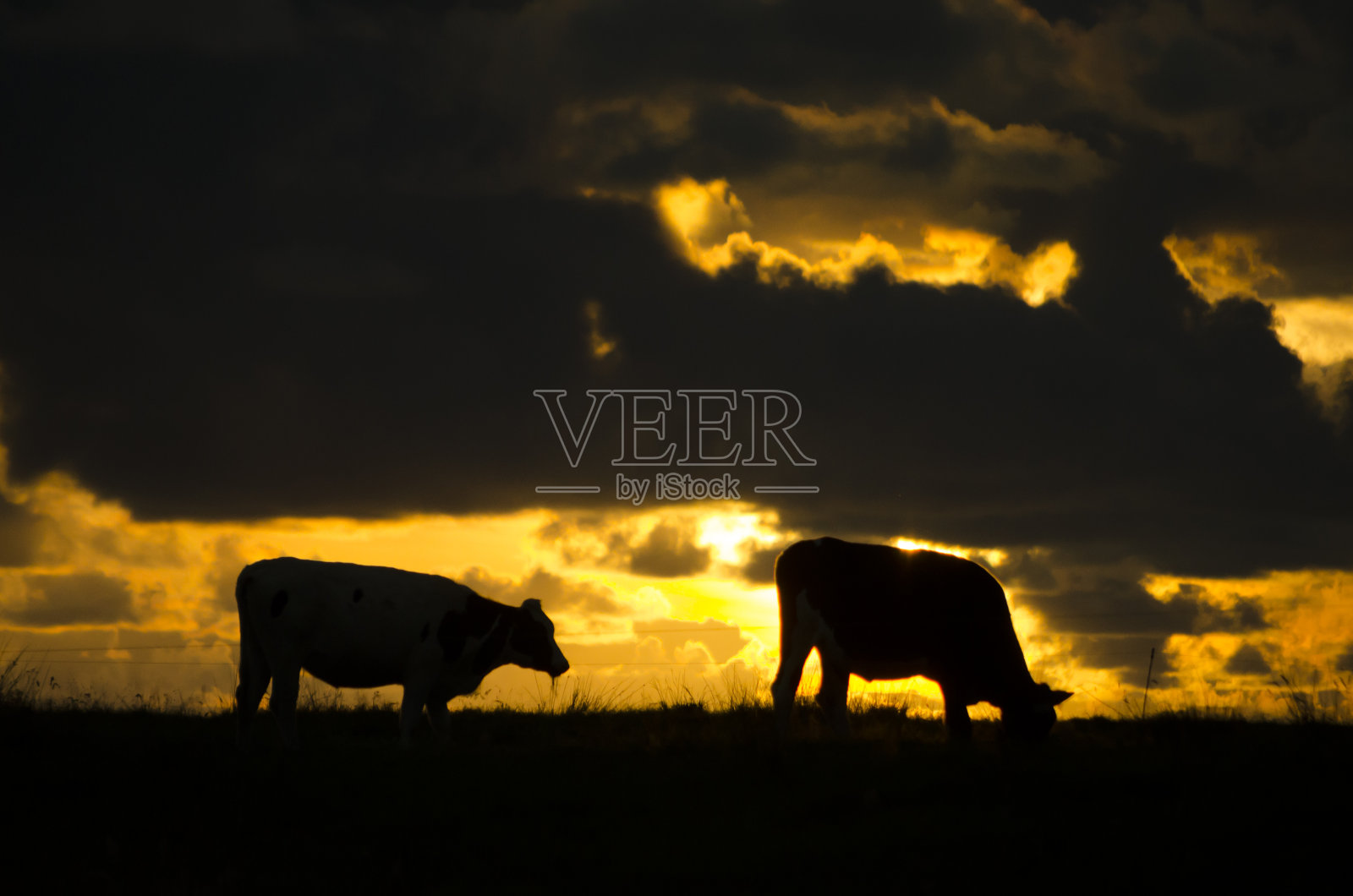 奶牛在日落时的剪影照片摄影图片