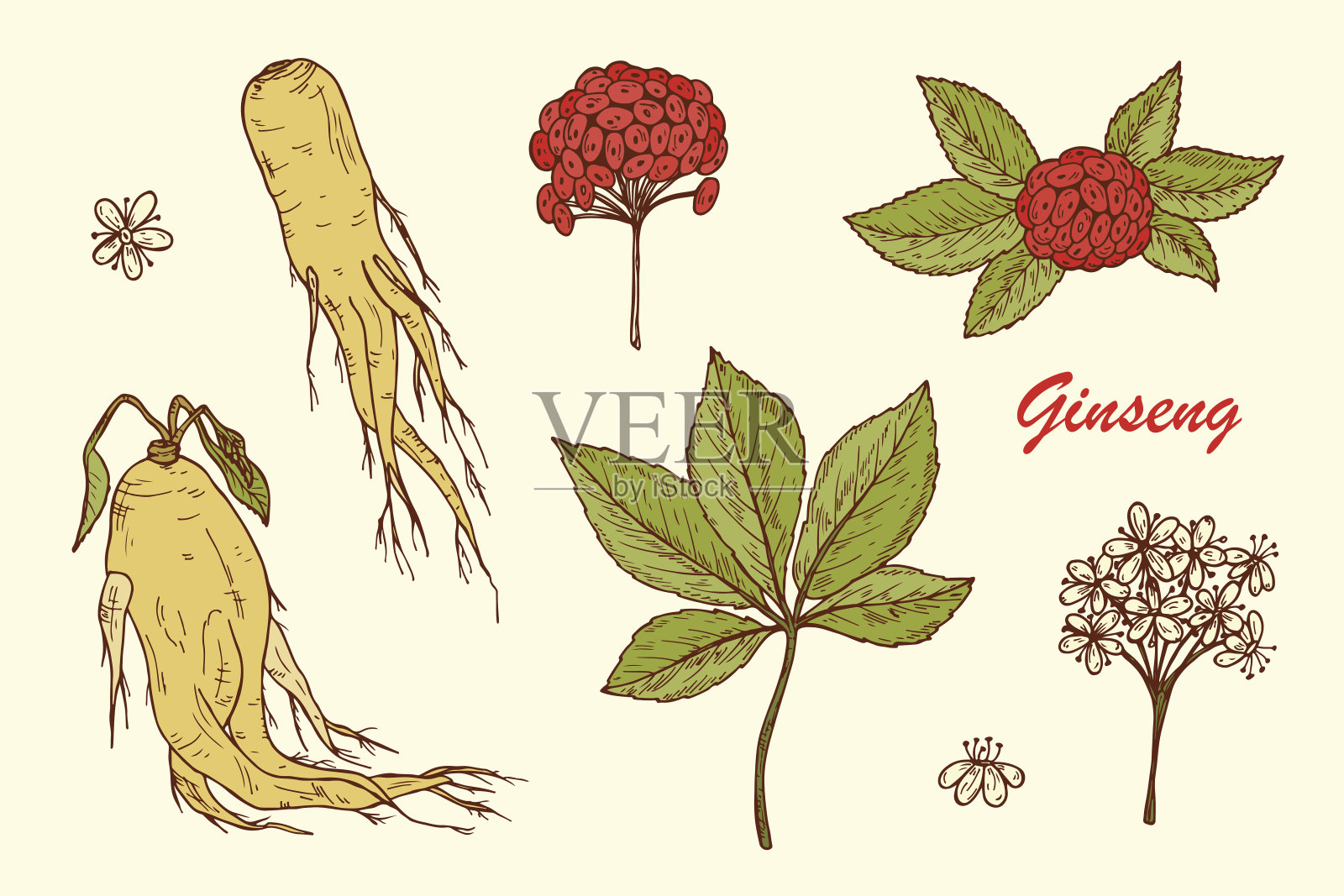 人参。药用植物。人参的根，叶，浆果和花。替代医学。生物添加剂。传统草药疗法。矢量图插画图片素材