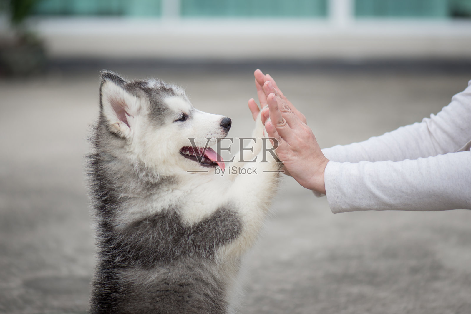 小狗把它的爪子压在一个女孩的手上照片摄影图片