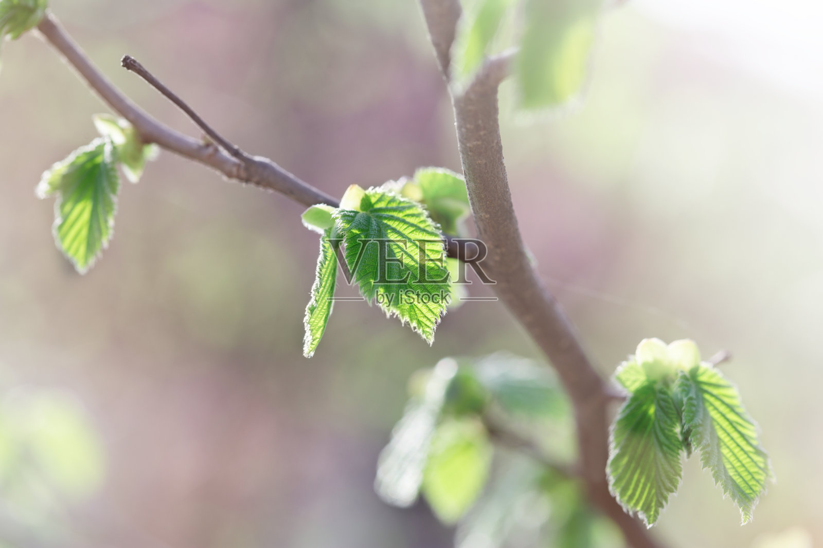 春天的嫩叶——美丽的大自然照片摄影图片