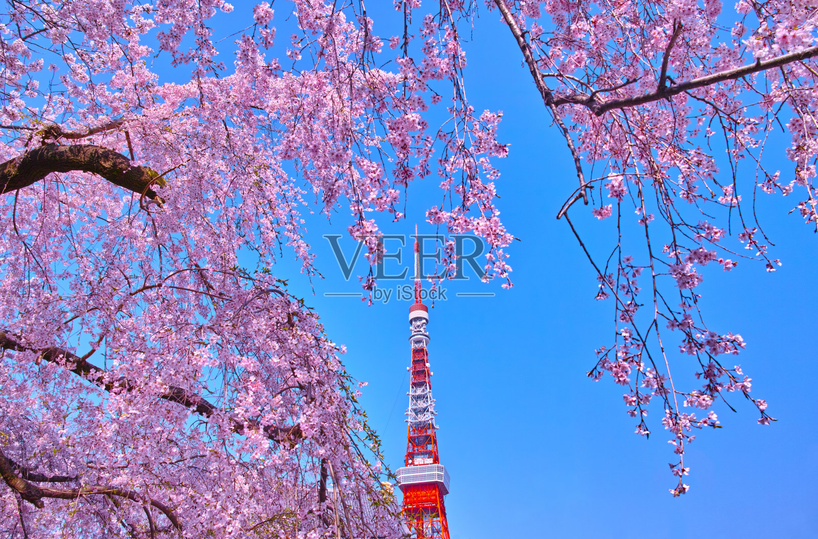 东京的春景照片摄影图片