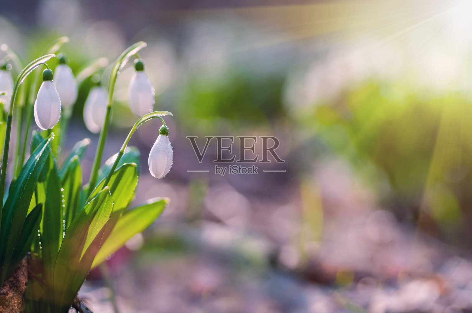 美丽的雪花莲在阳光明媚的春天森林照片摄影图片