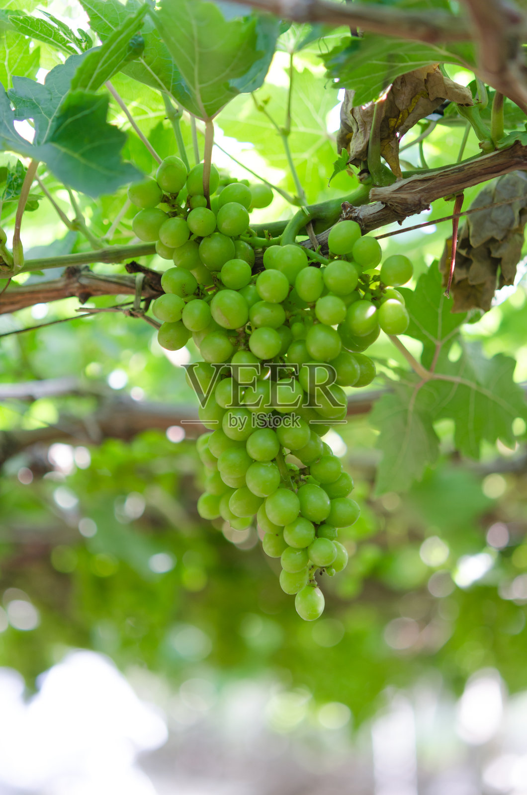 越南宁顺农场的绿葡萄照片摄影图片