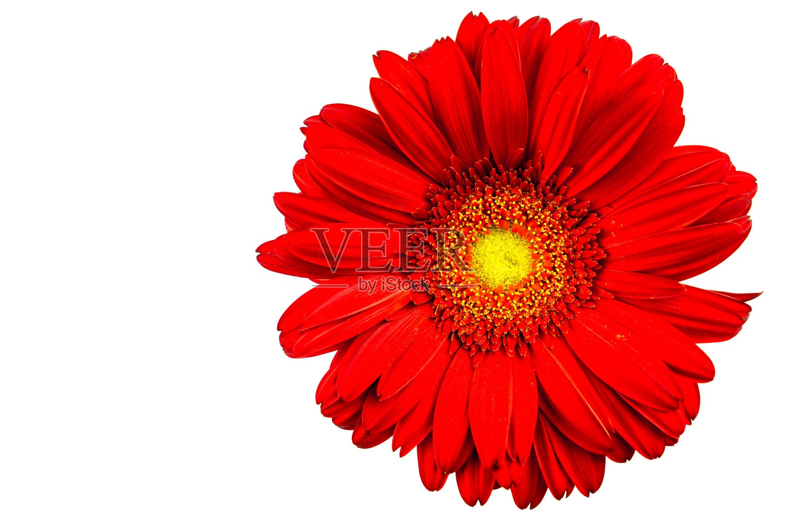 白色背景的红色非洲菊照片摄影图片