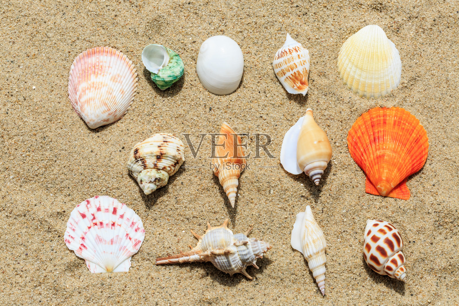 沙滩上的海螺和贝壳照片摄影图片