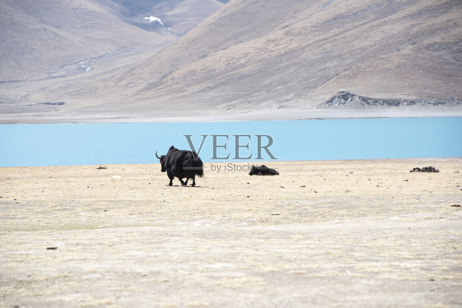 野牦牛在一个神圣的蓝山湖附近闲逛照片摄影图片