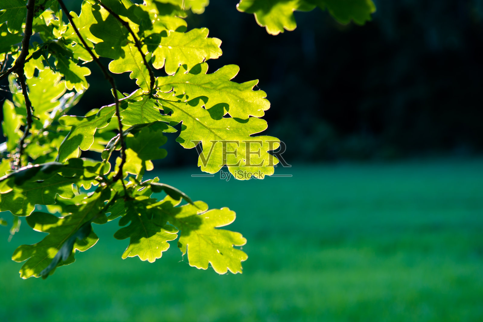 阳光照射的橡树叶照片摄影图片
