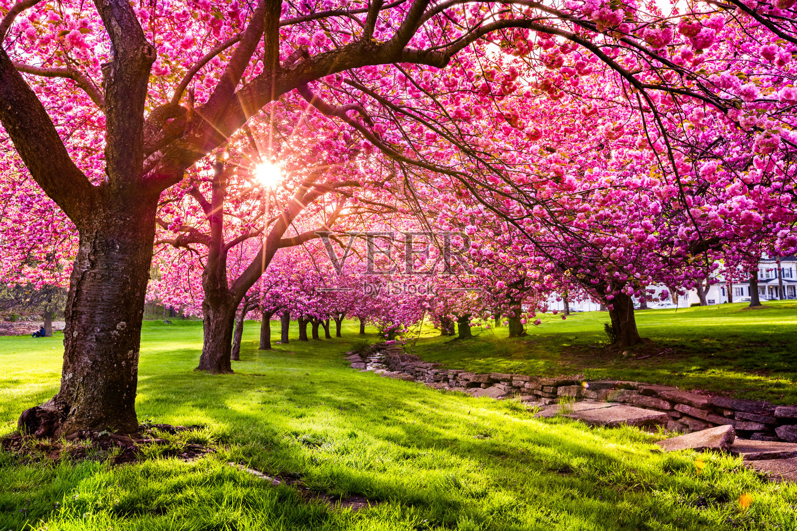 樱桃树开花照片摄影图片