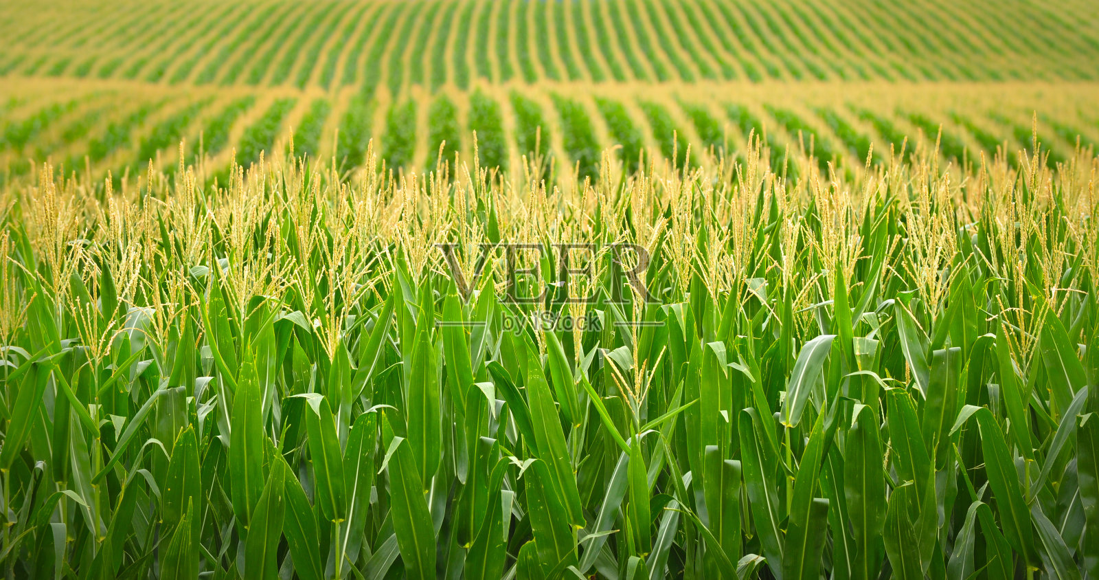 内布拉斯加州的玉米田照片摄影图片