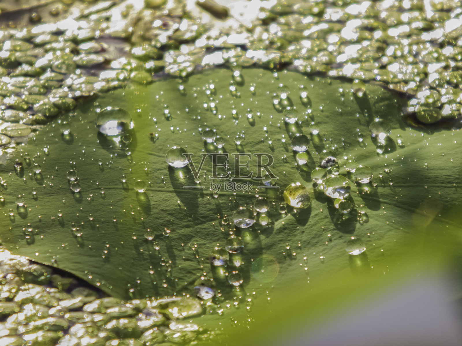阳光下莲叶上的雨滴照片摄影图片