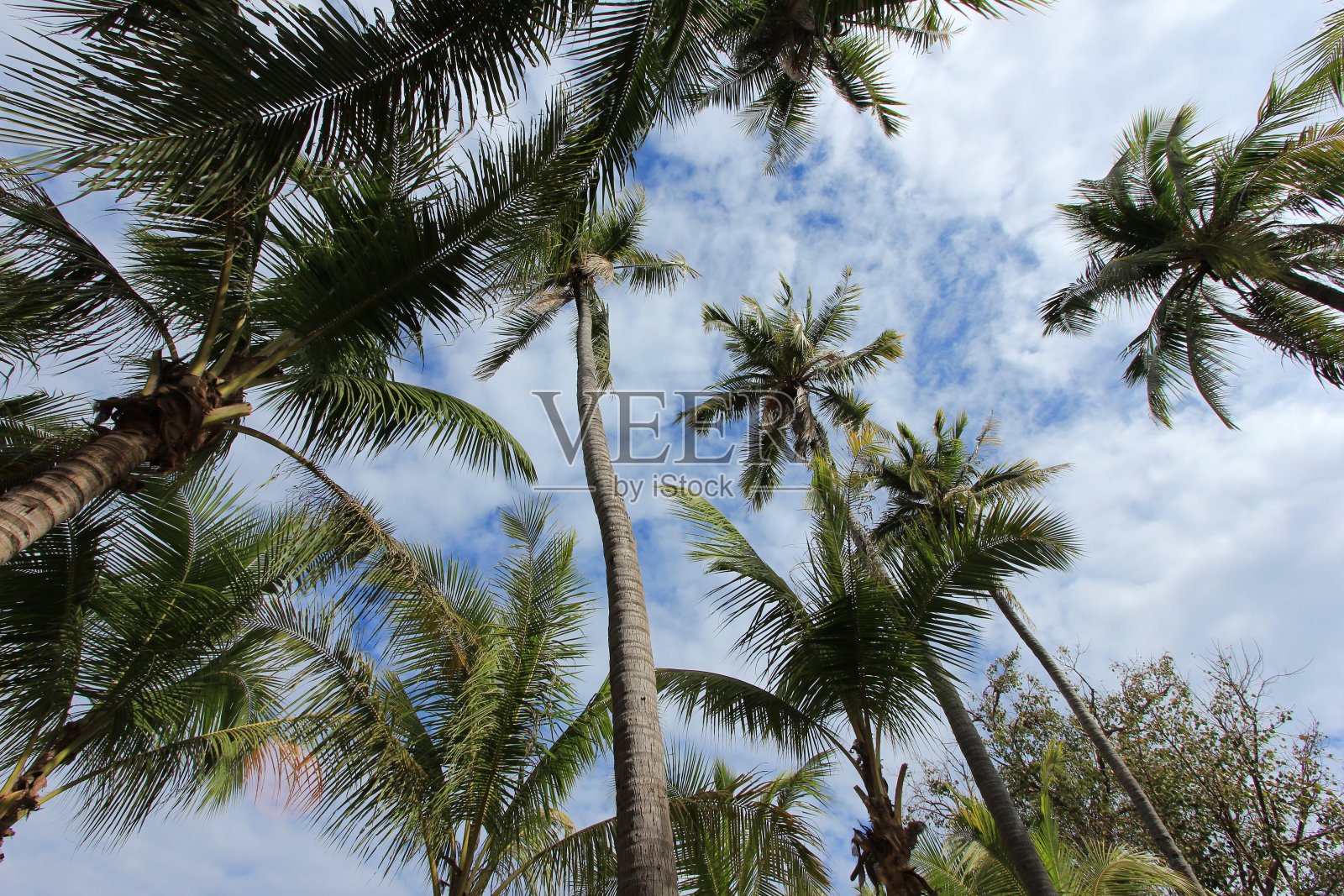 椰子和天空照片摄影图片