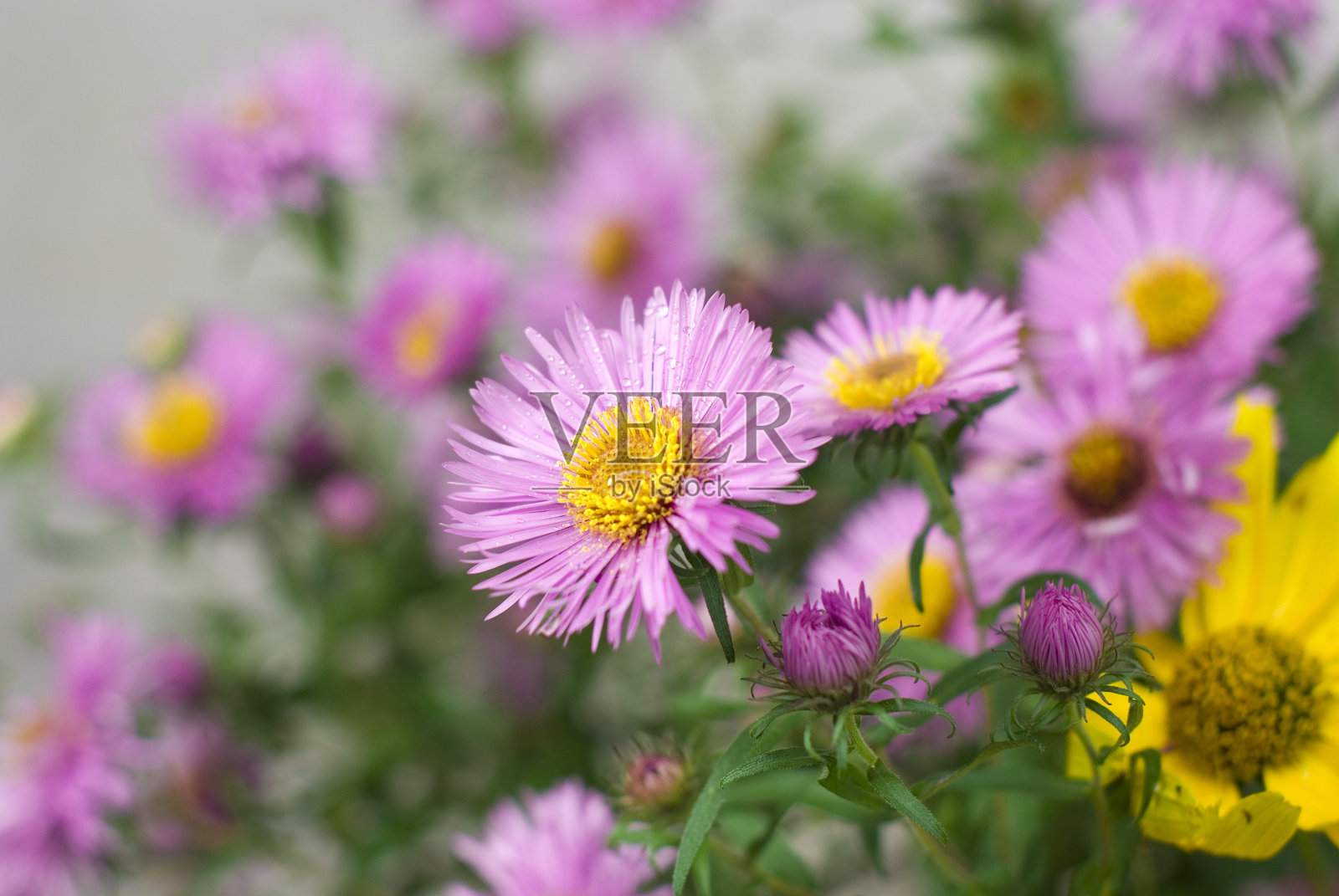 紫色的Michaelmas雏菊花照片摄影图片
