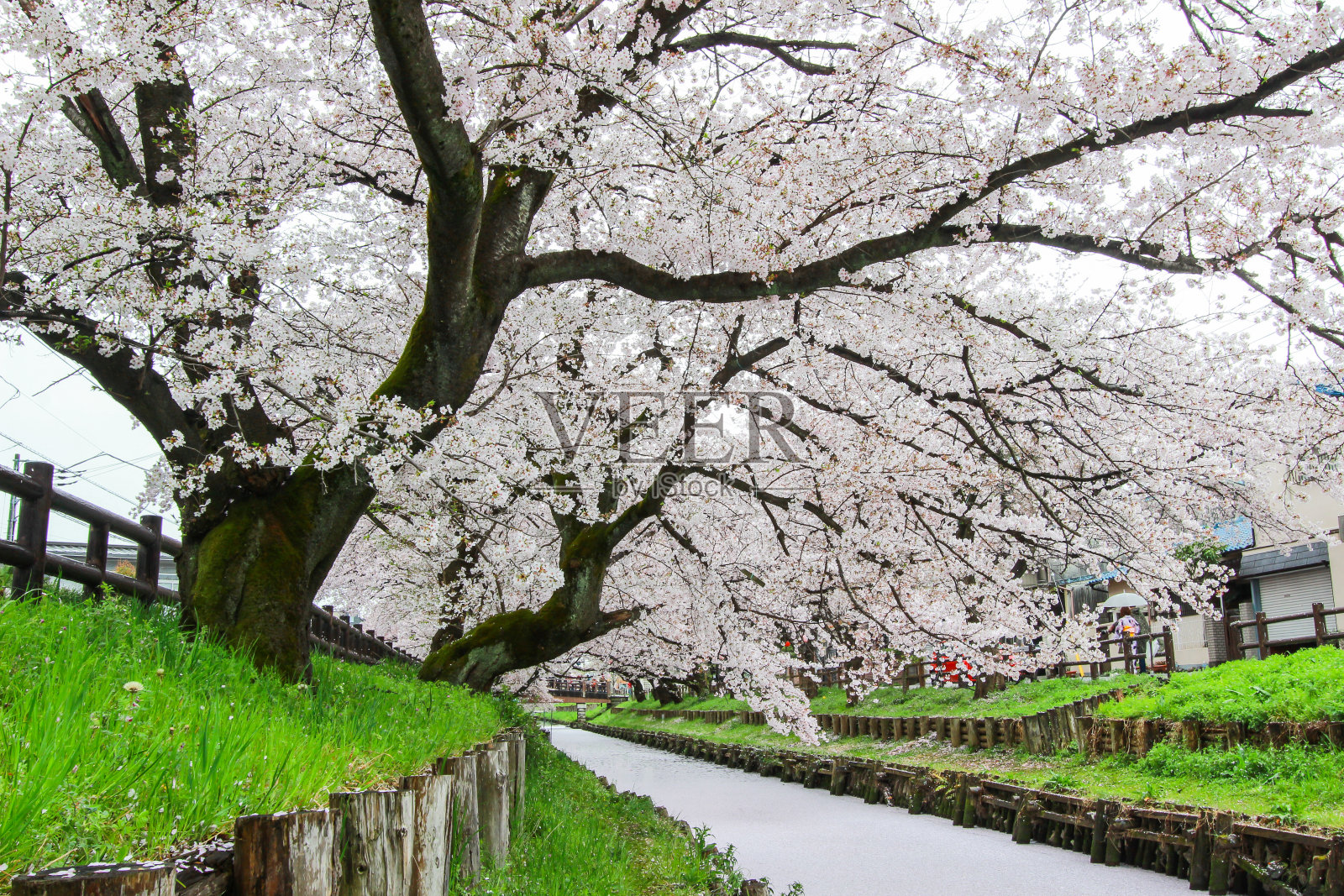 日本埼玉县川越市，樱花花瓣覆盖着杏石河。制作漂亮的浅粉色地毯。照片摄影图片