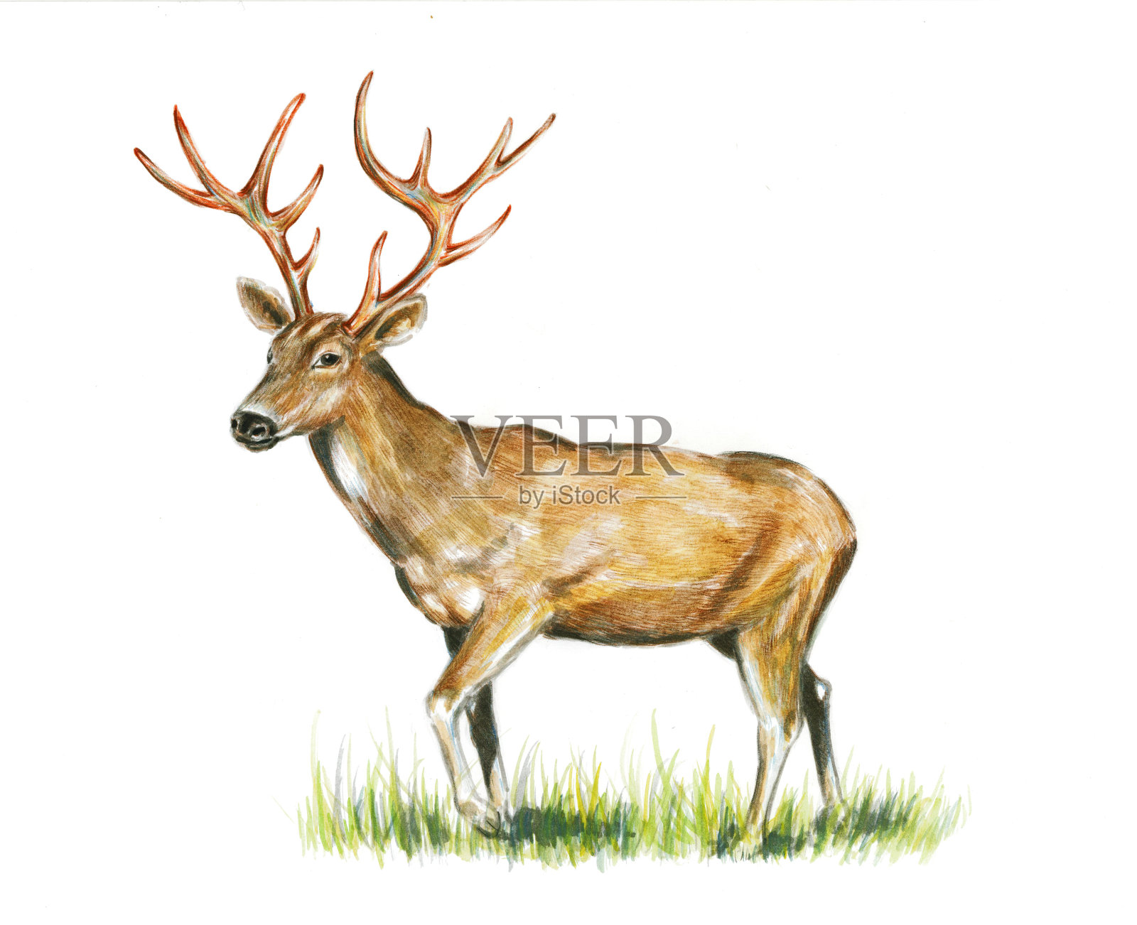 鹿插画图片素材