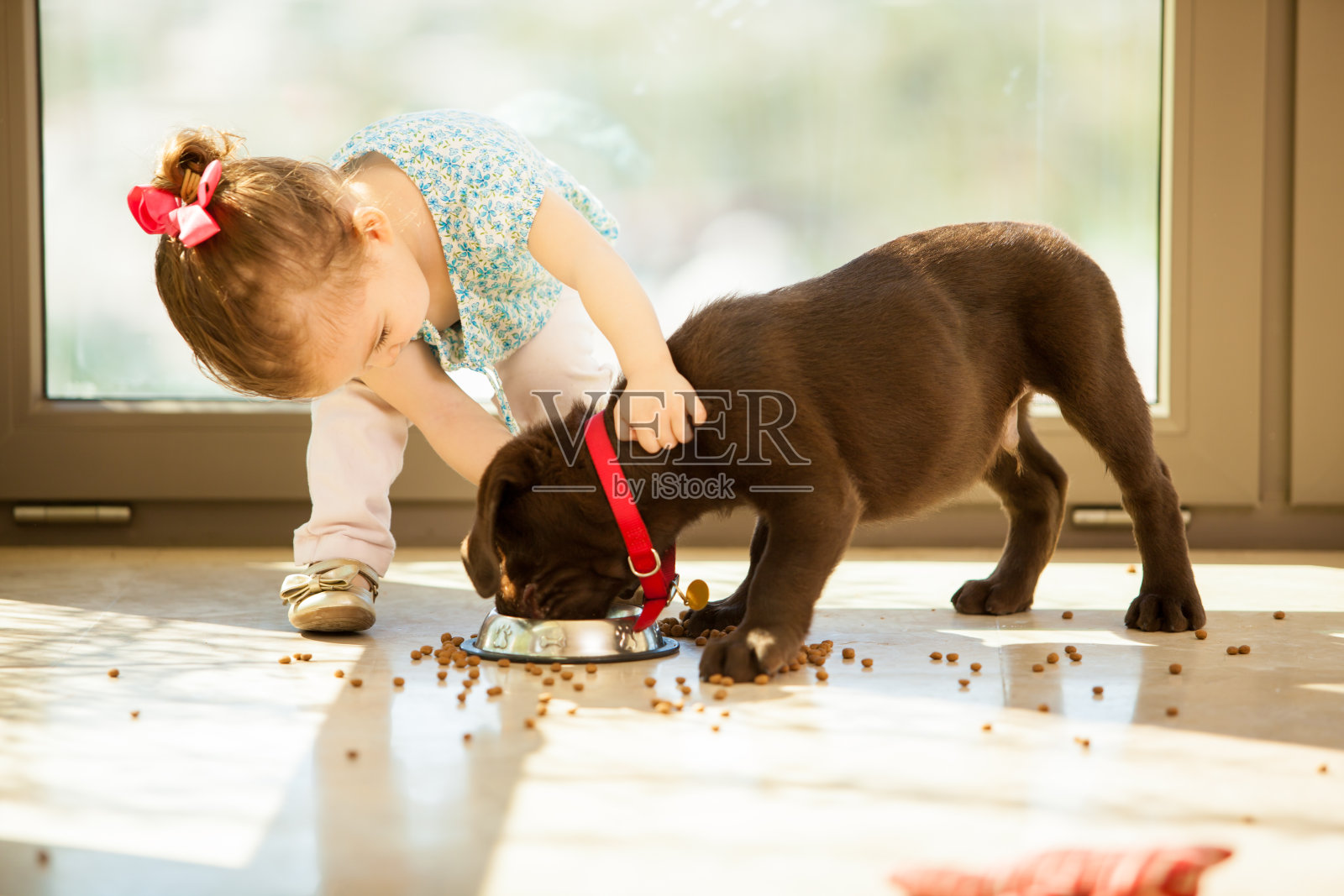可爱的小女孩在喂她的小狗照片摄影图片