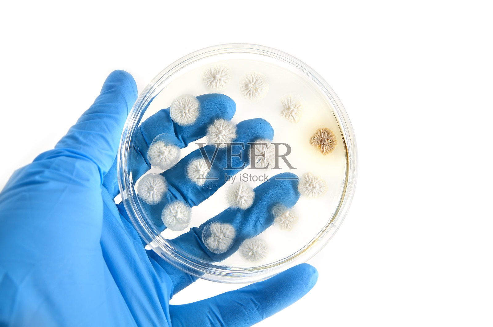 琼脂平板上的转基因真菌照片摄影图片