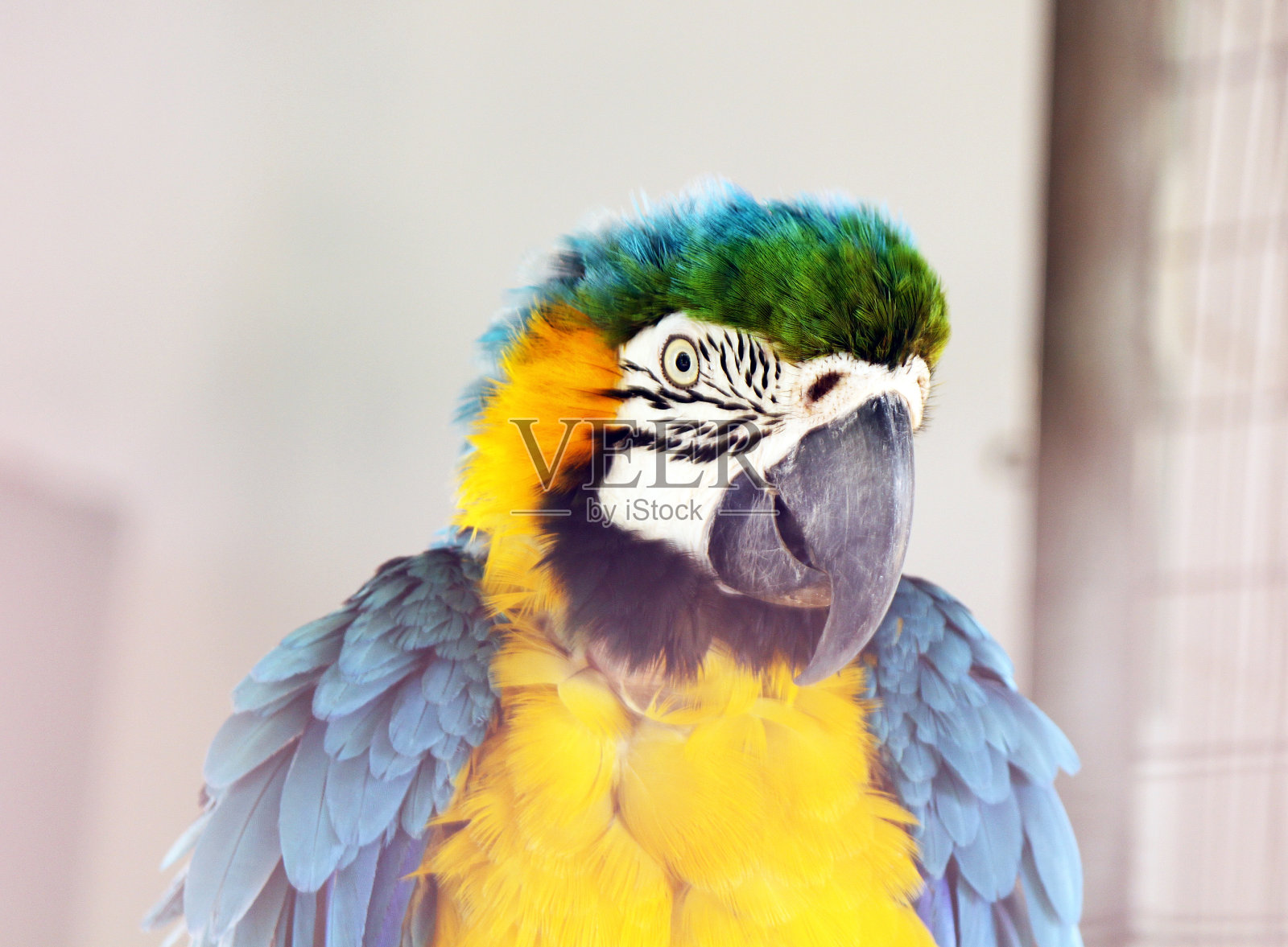 蓝色和金色金刚鹦鹉的画像照片摄影图片