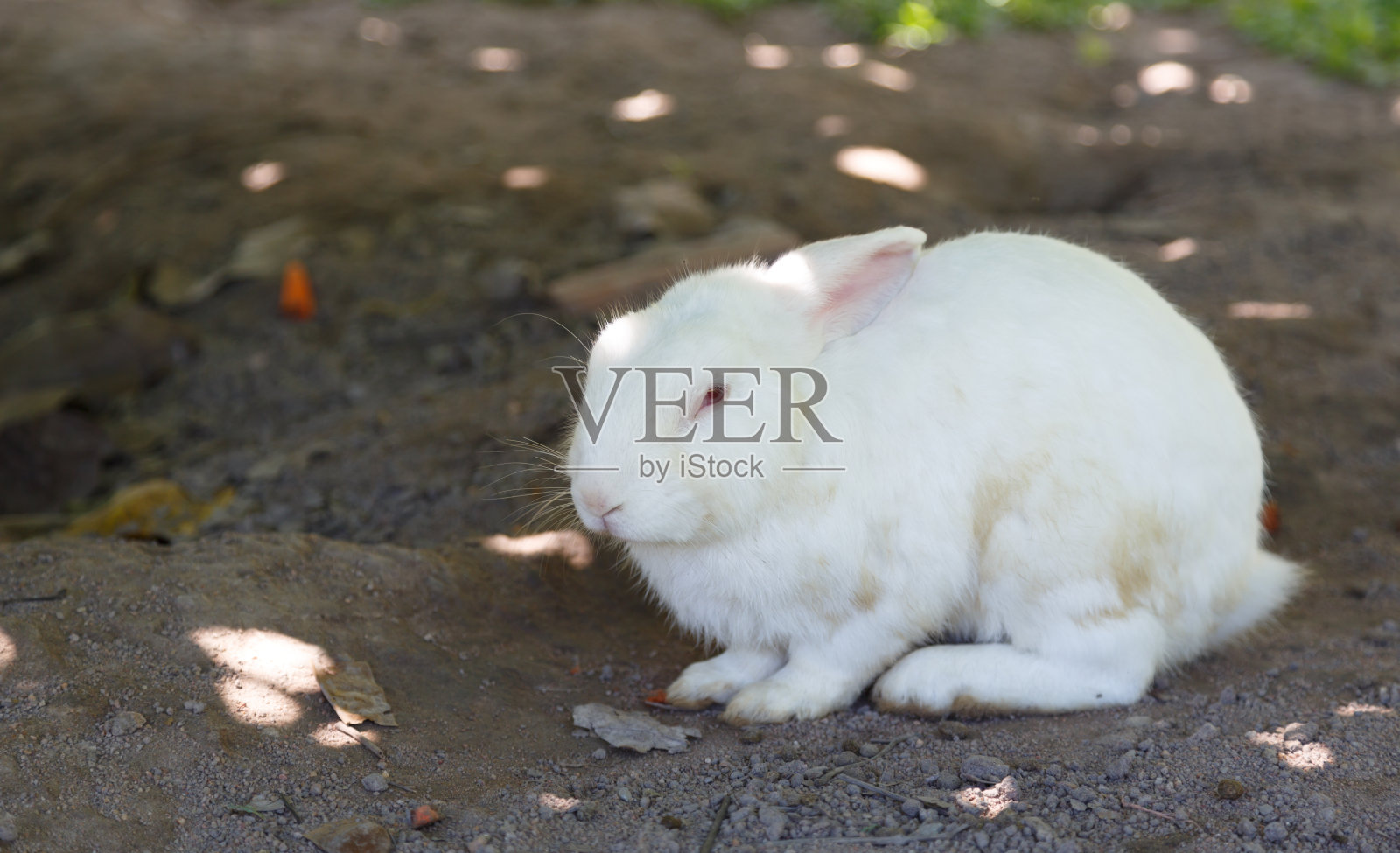 下午，小白兔在花园里休息照片摄影图片