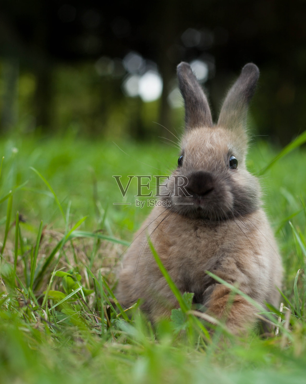 草丛中的兔子照片摄影图片