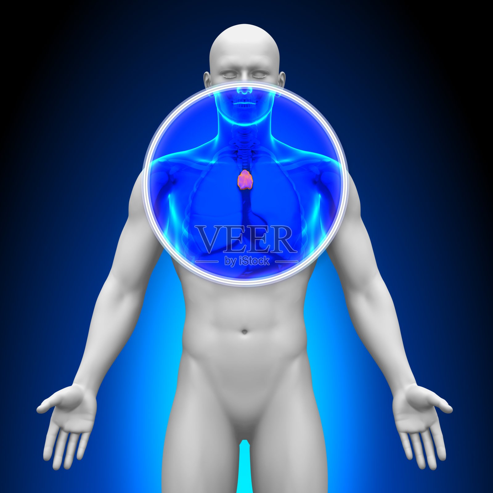 医用x射线扫描-胸腺照片摄影图片