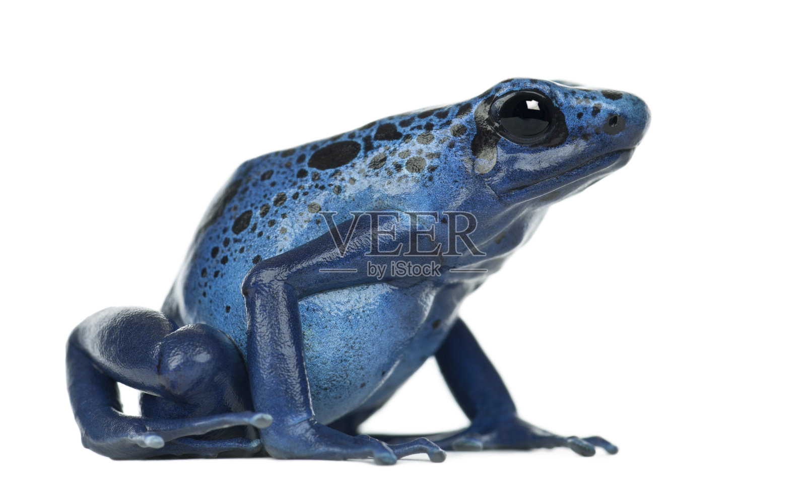 蓝和黑毒箭蛙，蓝石蛙照片摄影图片