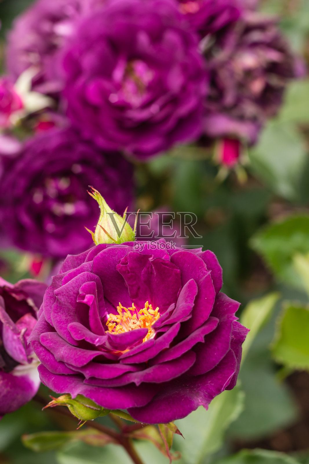 盛开的紫玫瑰照片摄影图片