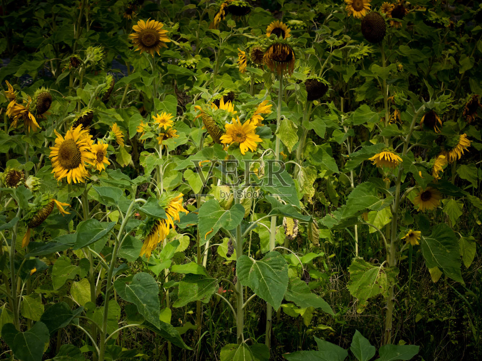 夏天向日葵枯萎，环境问题照片摄影图片