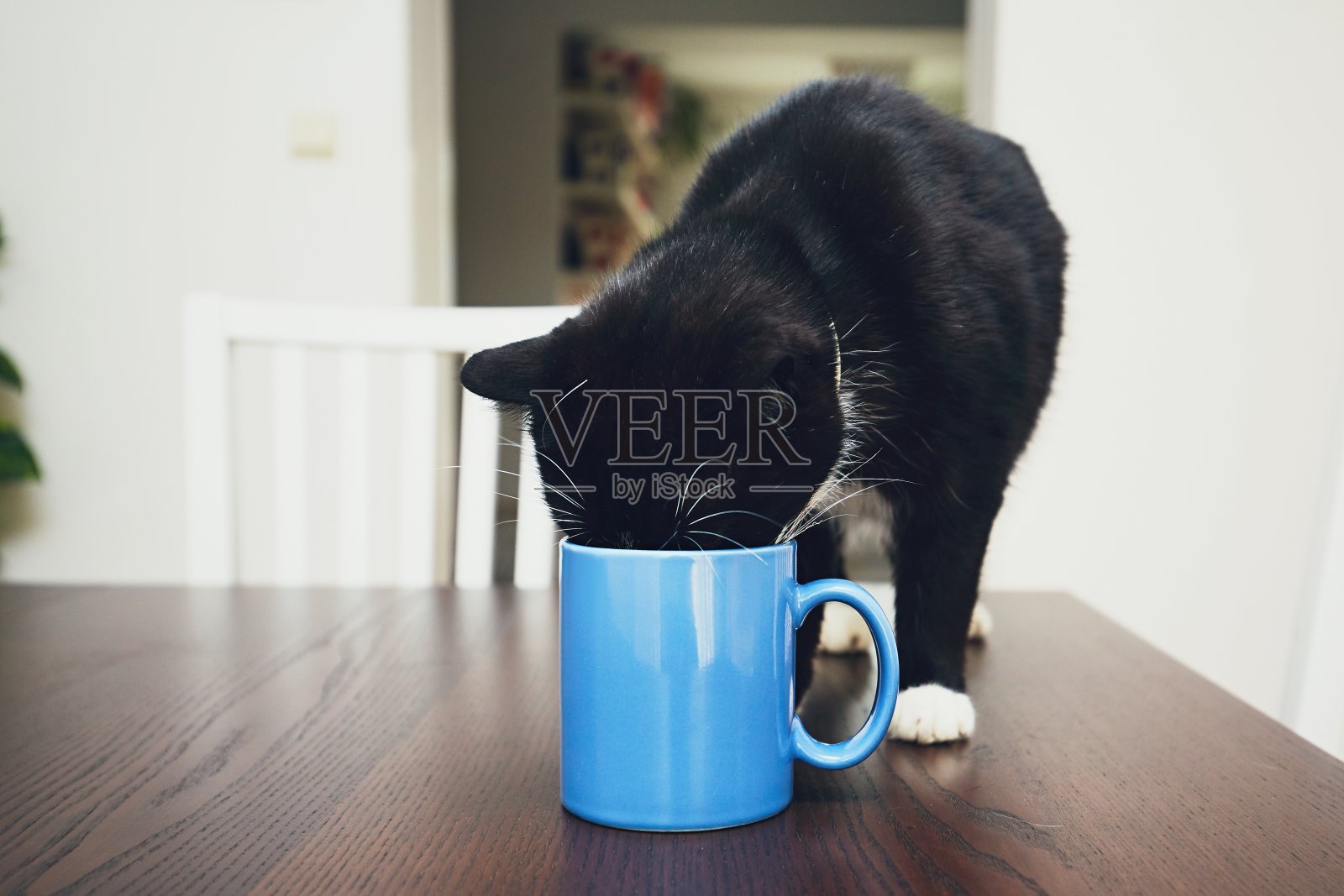 好奇的猫从杯子里喝水照片摄影图片