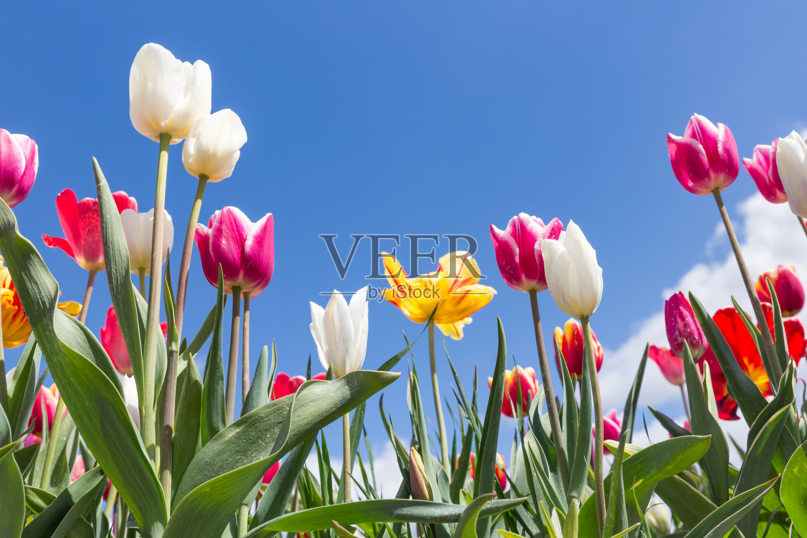 蓝色天空上盛开着五颜六色郁金香的荷兰田野照片摄影图片
