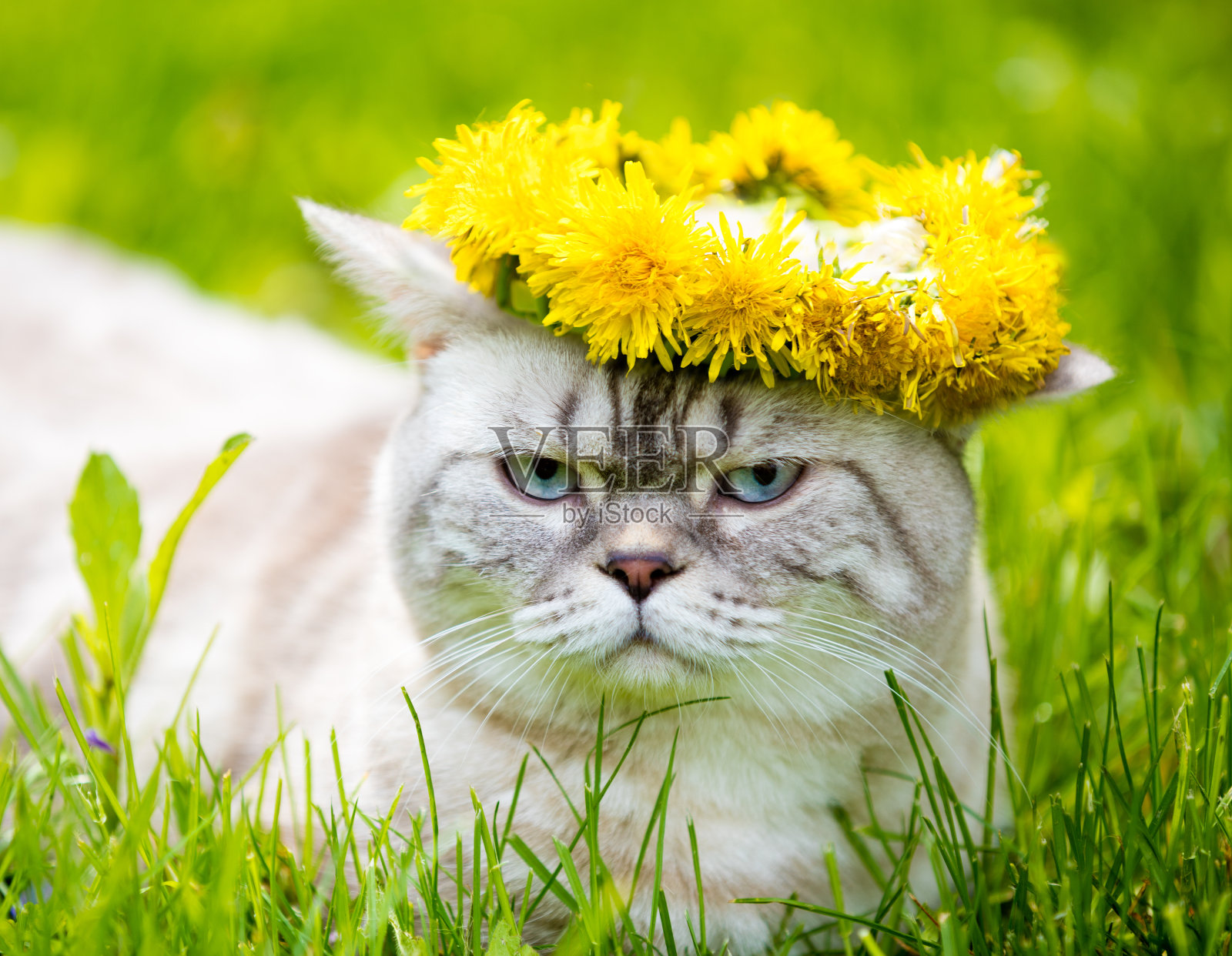 像一只猫，坐在草地上，戴着蒲公英花冠照片摄影图片