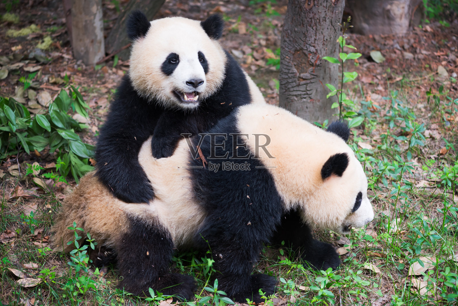 两只年幼的大熊猫在一起玩耍照片摄影图片